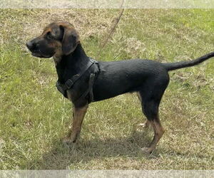 Mutt Dogs for adoption in Tarrytown, GA, USA