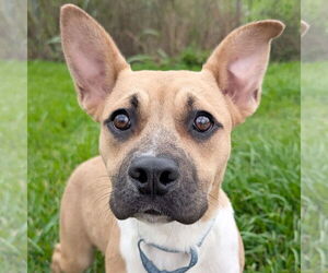 American Pit Bull Terrier-Unknown Mix Dogs for adoption in Jefferson, WI, USA
