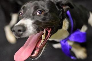 Pointer Dogs for adoption in Cochran, GA, USA