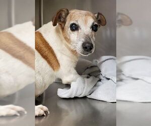 Jack Russell Terrier Dogs for adoption in Boonton, NJ, USA
