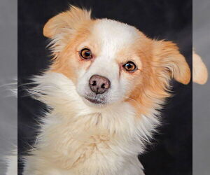 Papillon-Unknown Mix Dogs for adoption in Albuquerque, NM, USA