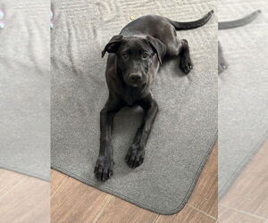 Labrador Retriever-Unknown Mix Dogs for adoption in Lakewood, CO, USA