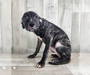 Catahoula Leopard Dog-Plott Hound Mix Dogs for adoption in columbia, SC, USA