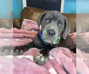 Mutt Dogs for adoption in Goodyear, AZ, USA