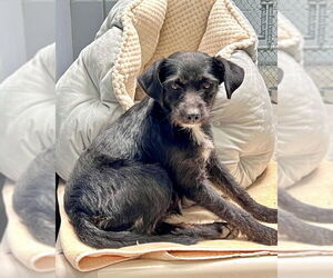 Mutt Dogs for adoption in Petaluma, CA, USA