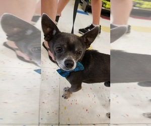 Chihuahua Dogs for adoption in Southampton, NY, USA