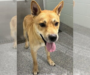 American Pit Bull Terrier-Siberian Husky Mix Dogs for adoption in Forestville, MD, USA