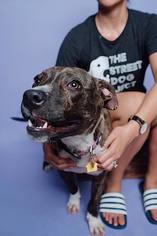 Bullboxer Pit Dogs for adoption in Flower Mound, TX, USA