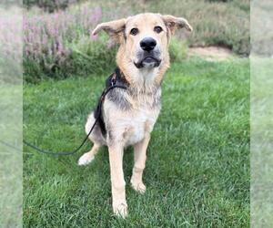 German Shepherd Dog-Unknown Mix Dogs for adoption in Modesto, CA, USA