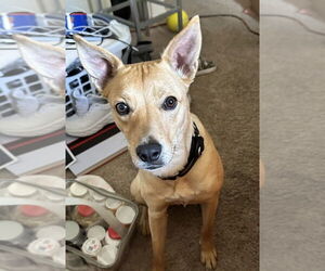 Boxer-Unknown Mix Dogs for adoption in Dana Point, CA, USA