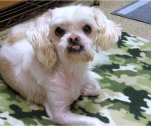 Lhasa Apso Dogs for adoption in York, SC, USA