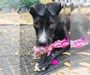 Mutt Dogs for adoption in Fort Lauderdale, FL, USA