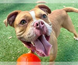 American Pit Bull Terrier Dogs for adoption in Orlando, FL, USA