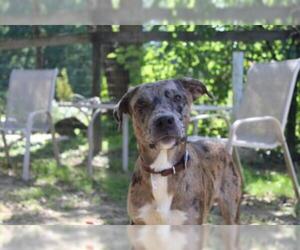 Catahoula Leopard Dog Dogs for adoption in Chestertown, MD, USA