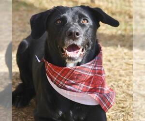 Labrador Retriever-Unknown Mix Dogs for adoption in San Antonio, TX, USA
