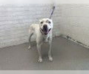 American Pit Bull Terrier-Unknown Mix Dogs for adoption in San Bernardino, CA, USA