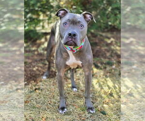 American Staffordshire Terrier Dogs for adoption in Westminster, MA, USA