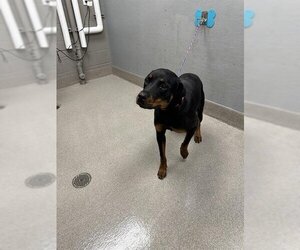 Rottweiler-Unknown Mix Dogs for adoption in Las Vegas, NV, USA