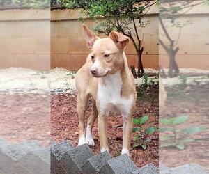 Australian Kelpie-Unknown Mix Dogs for adoption in Greenville, SC, USA