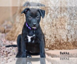 American Staffordshire Terrier-Unknown Mix Dogs for adoption in Cave Creek, AZ, USA
