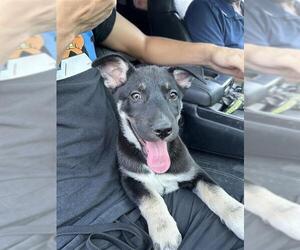 German Shepherd Dog Dogs for adoption in San Antonio, TX, USA