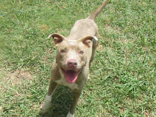 American Staffordshire Terrier Dogs for adoption in Plano, TX, USA