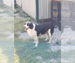 Border Collie Dogs for adoption in Camden, TN, USA