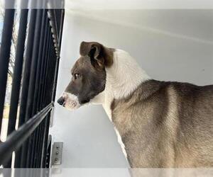 American Pit Bull Terrier-Unknown Mix Dogs for adoption in Houston, TX, USA