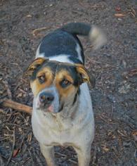Chug Dogs for adoption in Pembroke, GA, USA