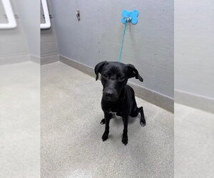 Labrador Retriever-Unknown Mix Dogs for adoption in Las Vegas, NV, USA