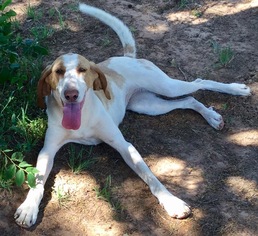 Treeing Walker Coonhound Dogs for adoption in Guthrie, OK, USA