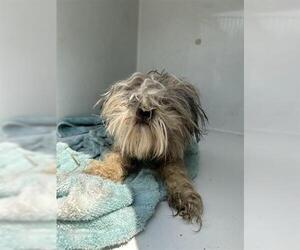 Shih Tzu Dogs for adoption in Houston, TX, USA