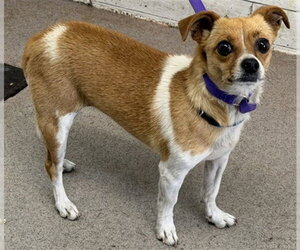 Chihuahua Dogs for adoption in San Bernardino, CA, USA