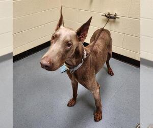 Doberman Pinscher Dogs for adoption in Denver, CO, USA