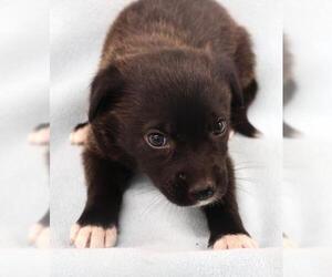Mutt Dogs for adoption in Thief River Falls, MN, USA