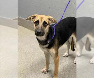 German Shepherd Dog-Unknown Mix Dogs for adoption in Las Vegas, NV, USA