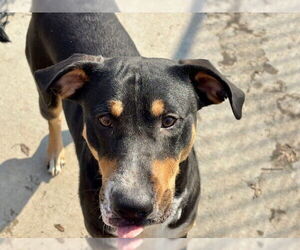 Rottweiler-Unknown Mix Dogs for adoption in Tulsa, OK, USA