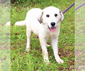 Great Pyrenees-Unknown Mix Dogs for adoption in Wetumpka, AL, USA