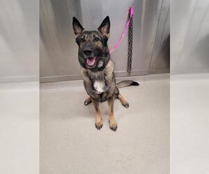 German Shepherd Dog Dogs for adoption in Fairbanks, AK, USA