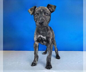 Mountain Cur-Plott Hound Mix Dogs for adoption in Pasadena, CA, USA