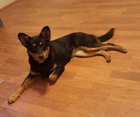 Miniature Pinscher Dogs for adoption in Bronx, NY, USA