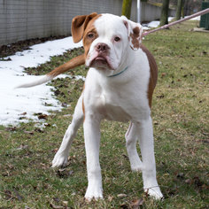 Bulldog Dogs for adoption in Livonia, MI, USA