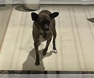 Chihuahua-Unknown Mix Dogs for adoption in Bakersfield, CA, USA
