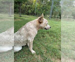 Mutt Dogs for adoption in Stover, MO, USA