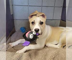 Carolina Dog-Unknown Mix Dogs for adoption in Raleigh, NC, USA
