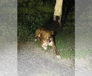 American Staffordshire Terrier-Unknown Mix Dogs for adoption in San Antonio, TX, USA
