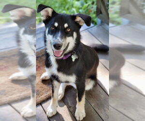 Huskies -Unknown Mix Dogs for adoption in Okolona, MS, USA