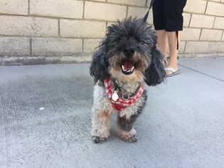 Poodle (Toy)-Unknown Mix Dogs for adoption in Long Beach, CA, USA