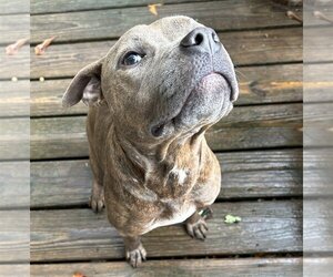 American Pit Bull Terrier Dogs for adoption in Lexington, SC, USA