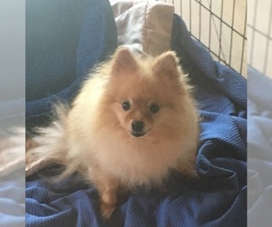 Pomeranian Dogs for adoption in Monkton, MD, USA